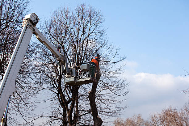  Mmaduke, AR Tree Services Pros